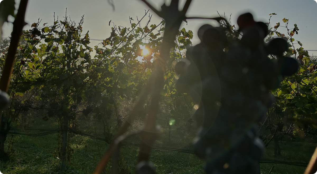 oh-vineyard-homepage-hero-image